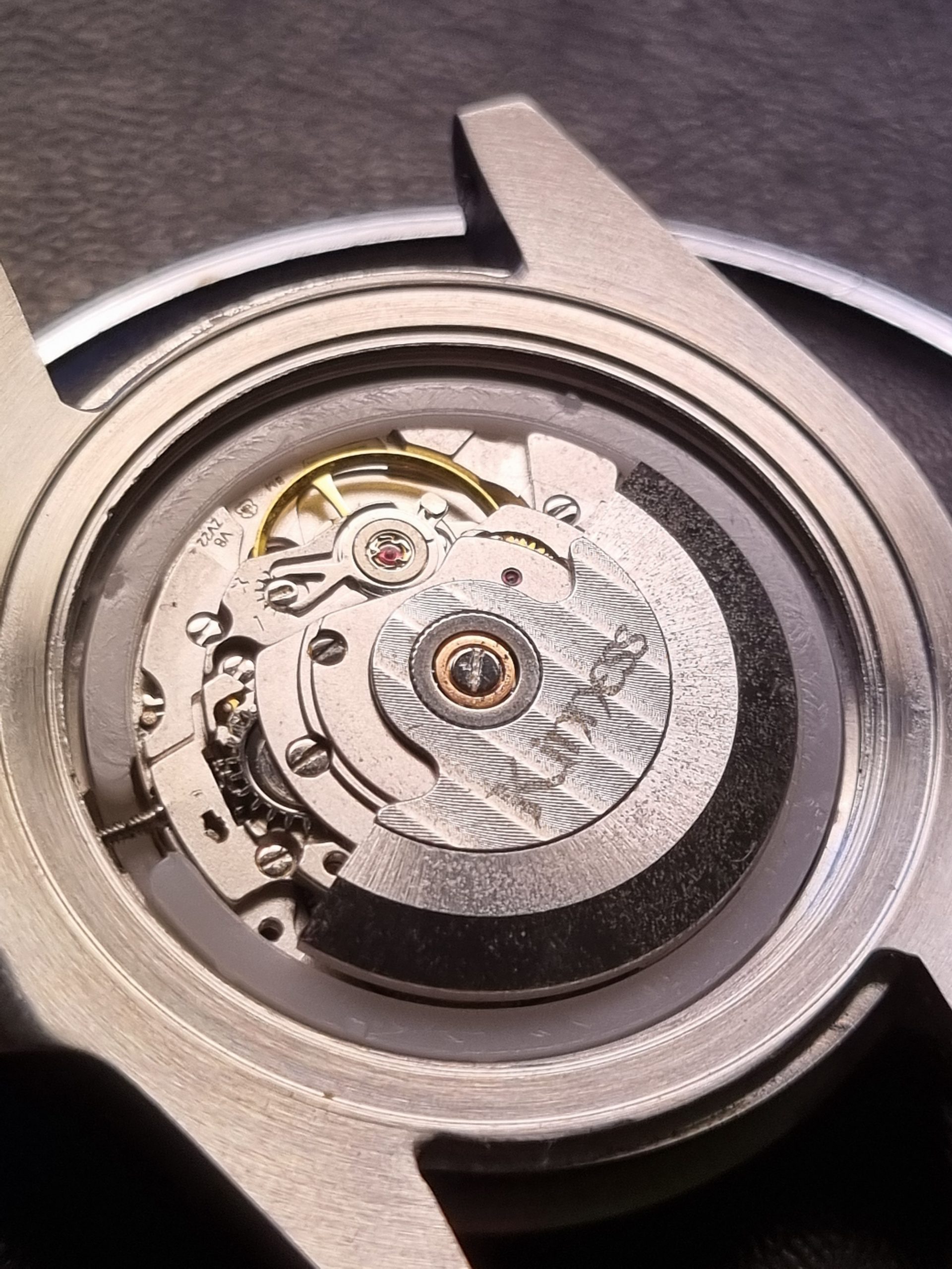 Black Kelpie - Image 7